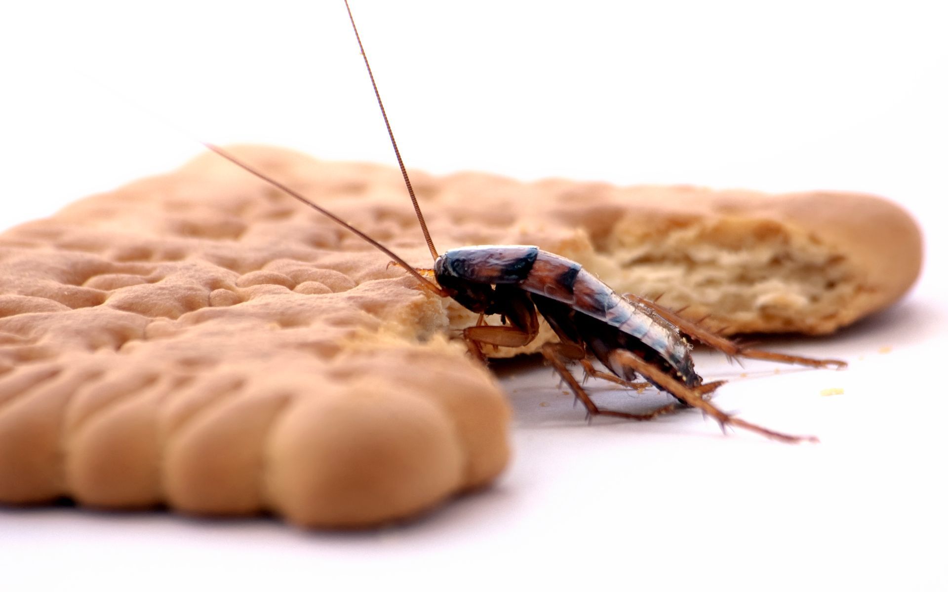 Cockroach Eating Biscuit — Dublin, VA — Brown Exterminating Co.