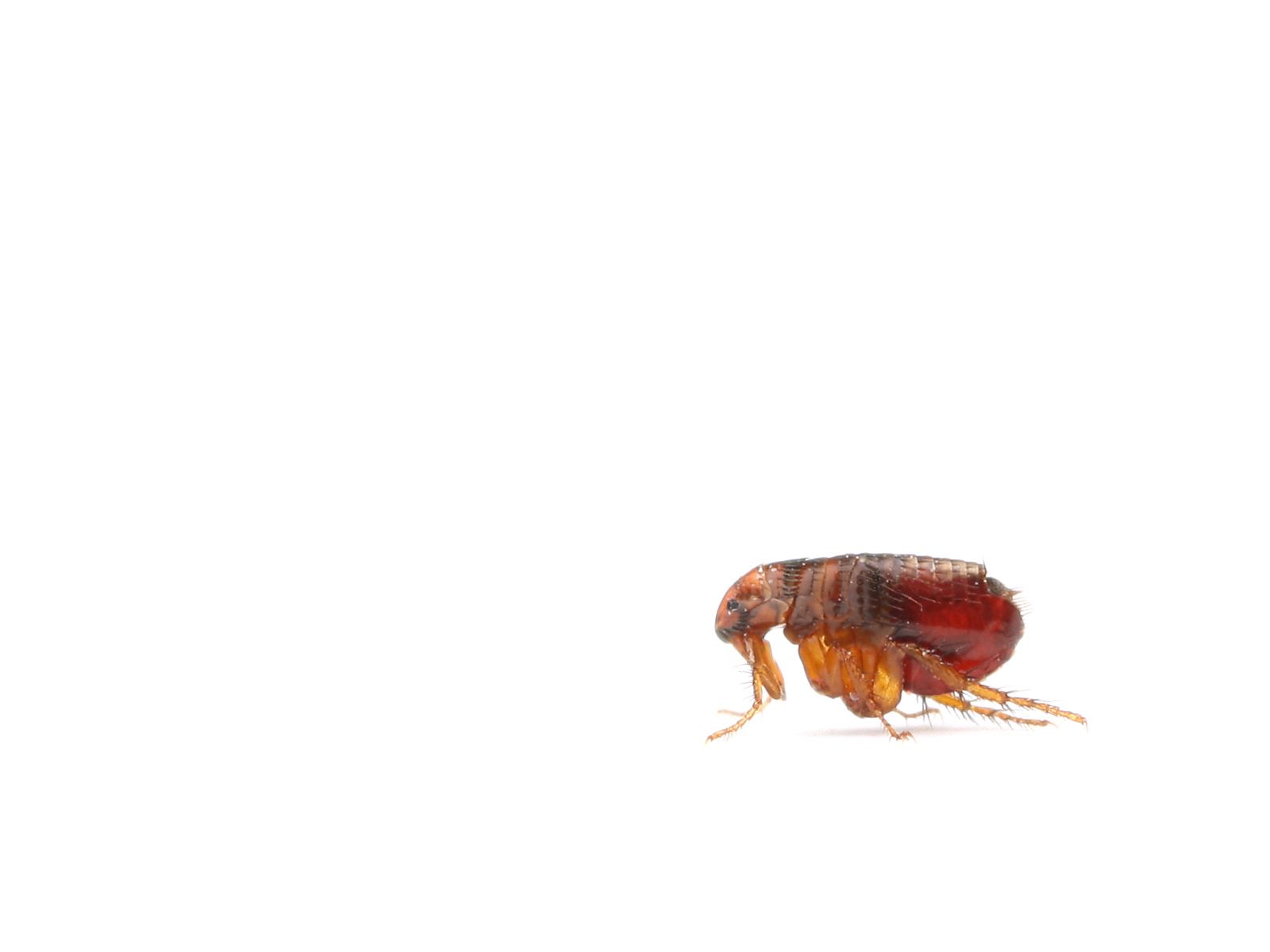 Flea Against White Background — Dublin, VA — Brown Exterminating Co.