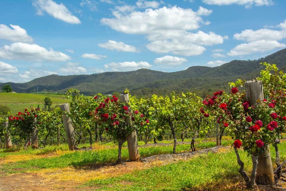 A Vineyard With Red Roses And Mountains In The Background — Tim's Towing and Transport In Kurri Kurri, NSW