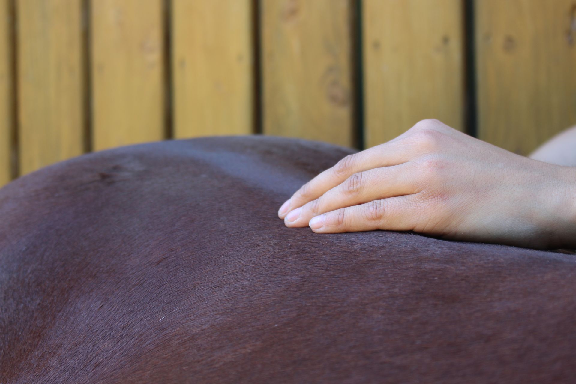 Die Hand einer Person liegt auf dem Rücken eines braunen Pferdes.
