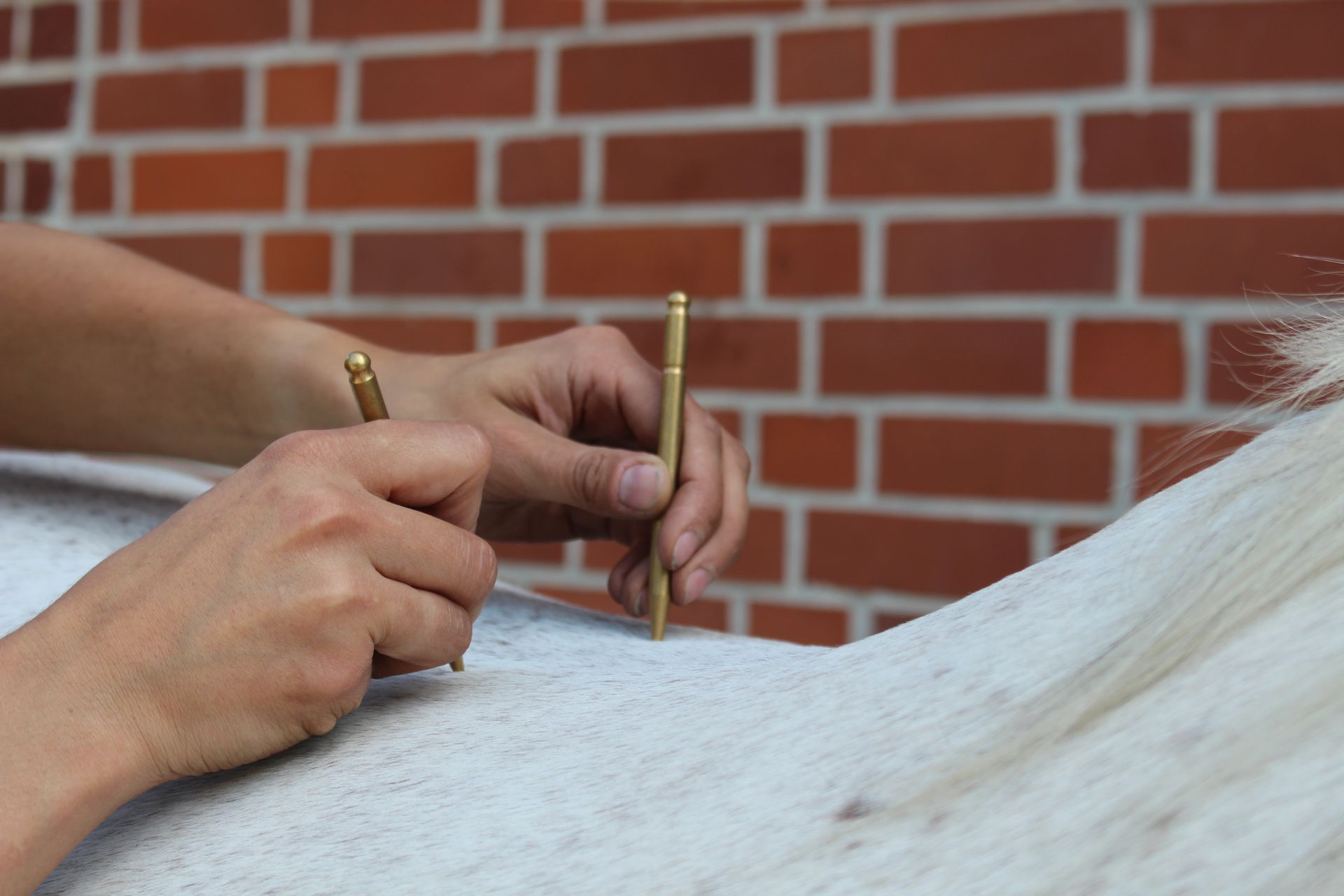 Eine Person hält einen Stift über dem Rücken eines Pferdes.