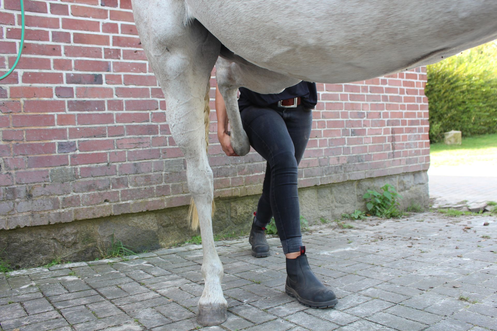 Eine Person steht neben einem weißen Pferd vor einem Backsteingebäude.