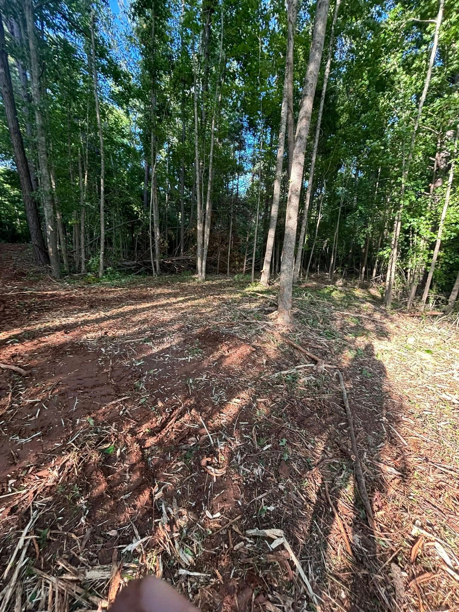 Cleared area of land, partially covered with debris, in a sunlit forest with tall trees.