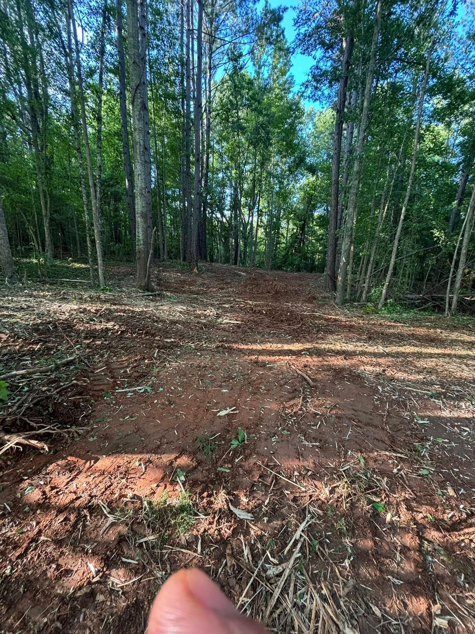 Clearing in a forest with exposed red dirt, surrounded by tall trees with green foliage and a blue sky above.