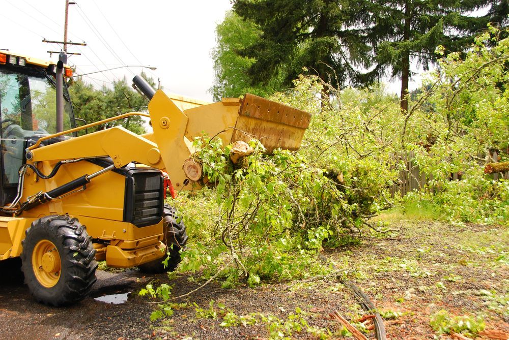 Yellow Skid-steer Loader Clearing Brush Beside a Roadside — A Grade Tree Services in Burpengary, QLD