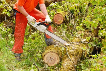 A Man is Cutting a Tree With a Chainsaw — A Grade Tree Services in Burpengary, QLD
