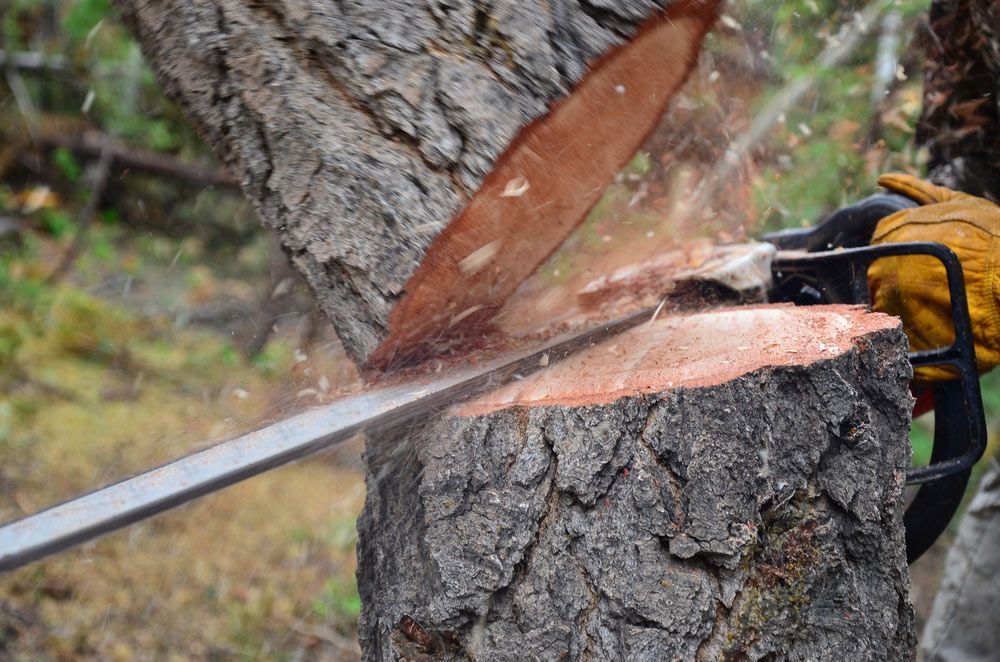 A Person is Cutting a Tree With a Chainsaw — A Grade Tree Services in Burpengary, QLD