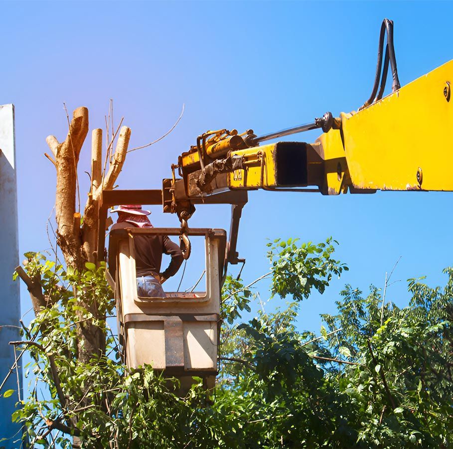 A Man is Cutting a Tree With a Yellow Crane — A Grade Tree Services in Burpengary, QLD