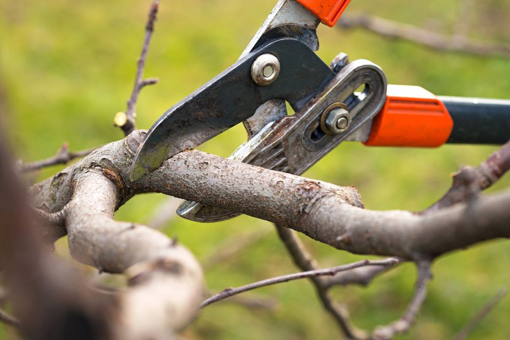 A Person is Cutting a Tree Branch With a Pair of Snips— A Grade Tree Services in Burpengary, QLD