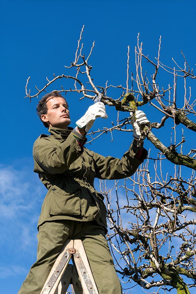 A Man is Standing on a Ladder Cutting a Tree Branch — A Grade Tree Services in Deception Bay, QLD