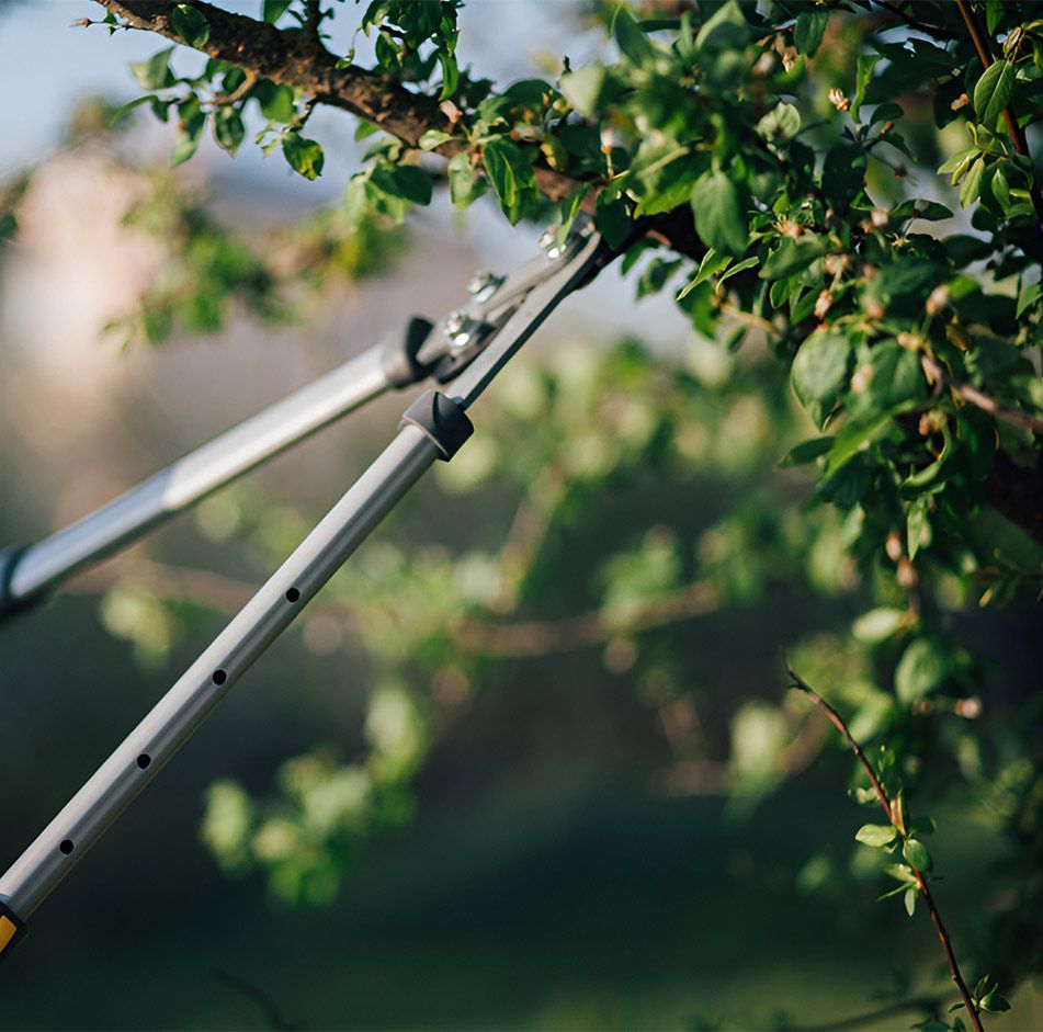 A Person is Cutting a Tree Branch With a Pair of Scissors — A Grade Tree Services in Brisbane, QLD