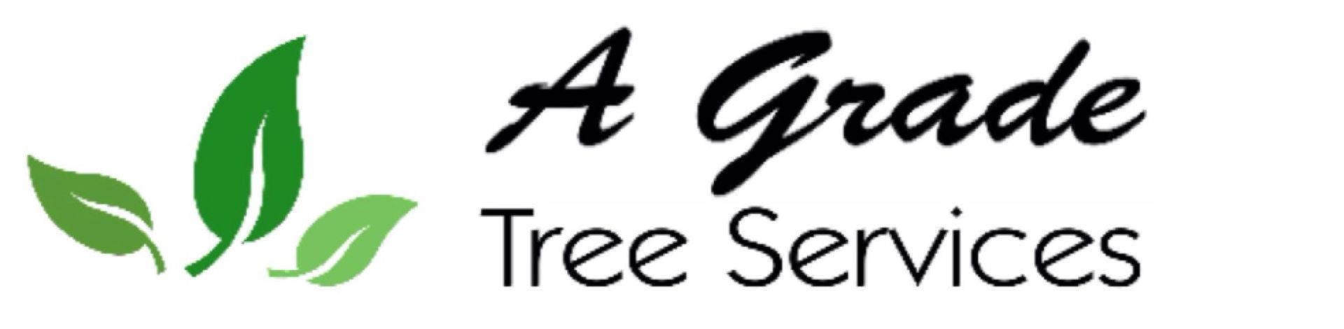 Tree Removal in Burpengary Tree Removal in Burpengary