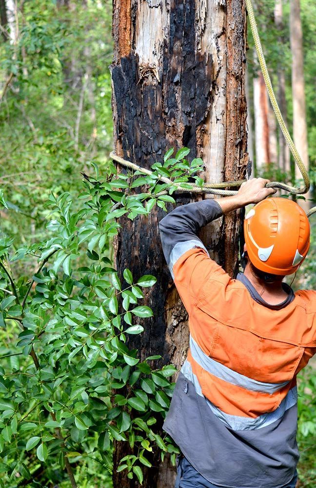 A Man Wearing a Helmet is Standing Next to a Tree in the Woods — A Grade Tree Services in Caboolture, QLD