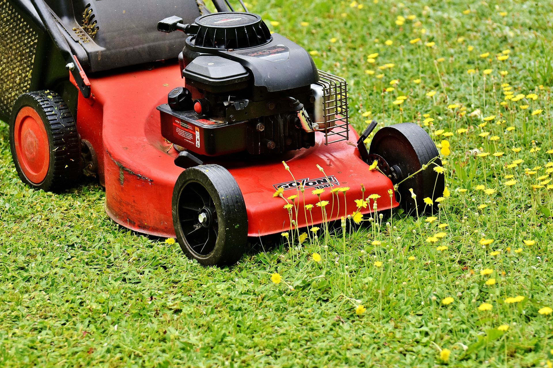 Photograph of a lawn being cut, with a petrol powered, wheeled, rotary lawnmower. 