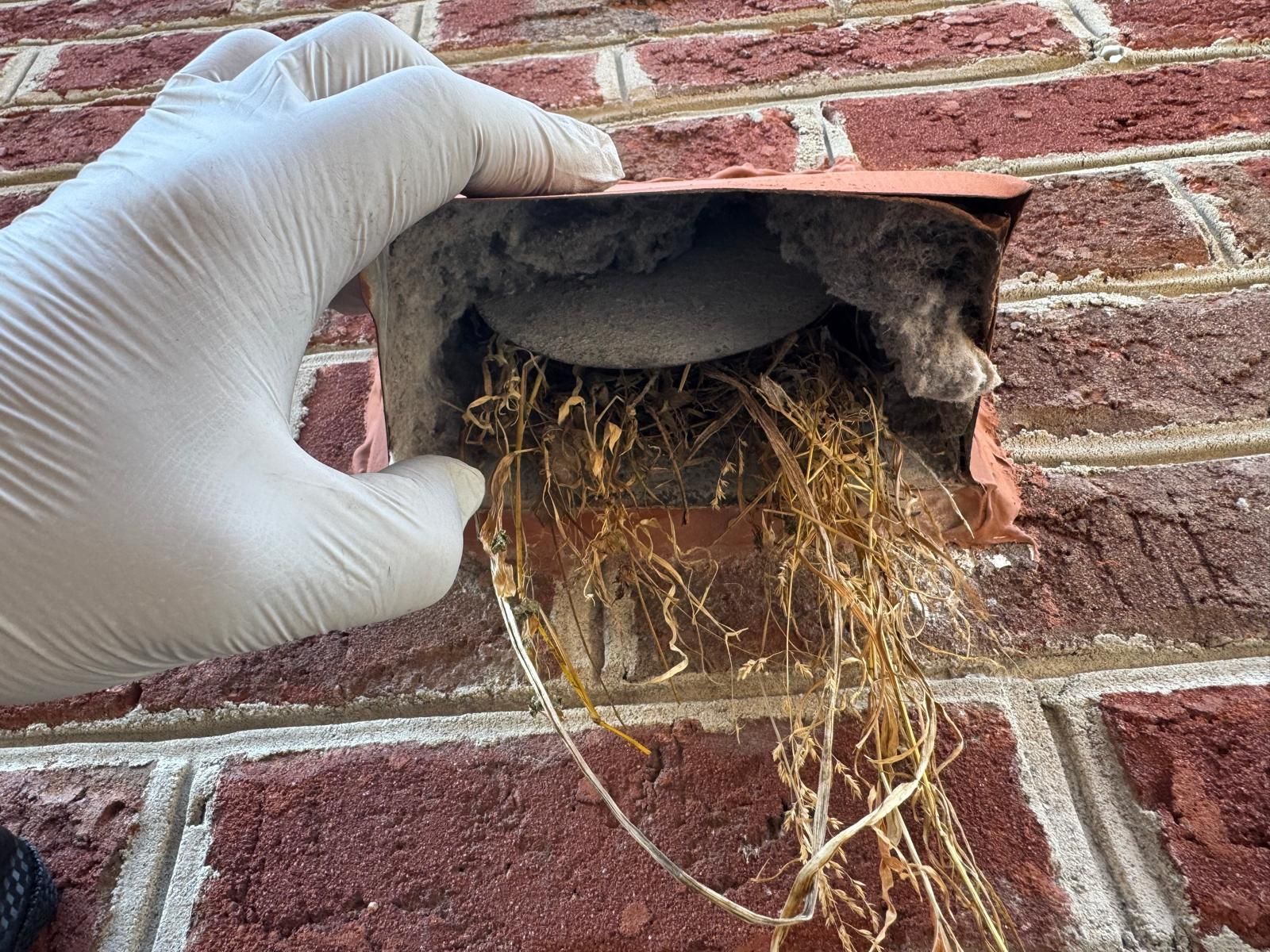 Hearing scratching from your dryer vent? Birds nesting inside vents is a leading cause of dryer fires in Northern Virginia. Here's how to handle it safely and completely.