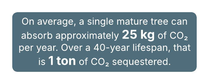 Text stating a mature tree absorbs 25 kg of CO2/year, sequestering 1 ton in a 40-year lifespan.