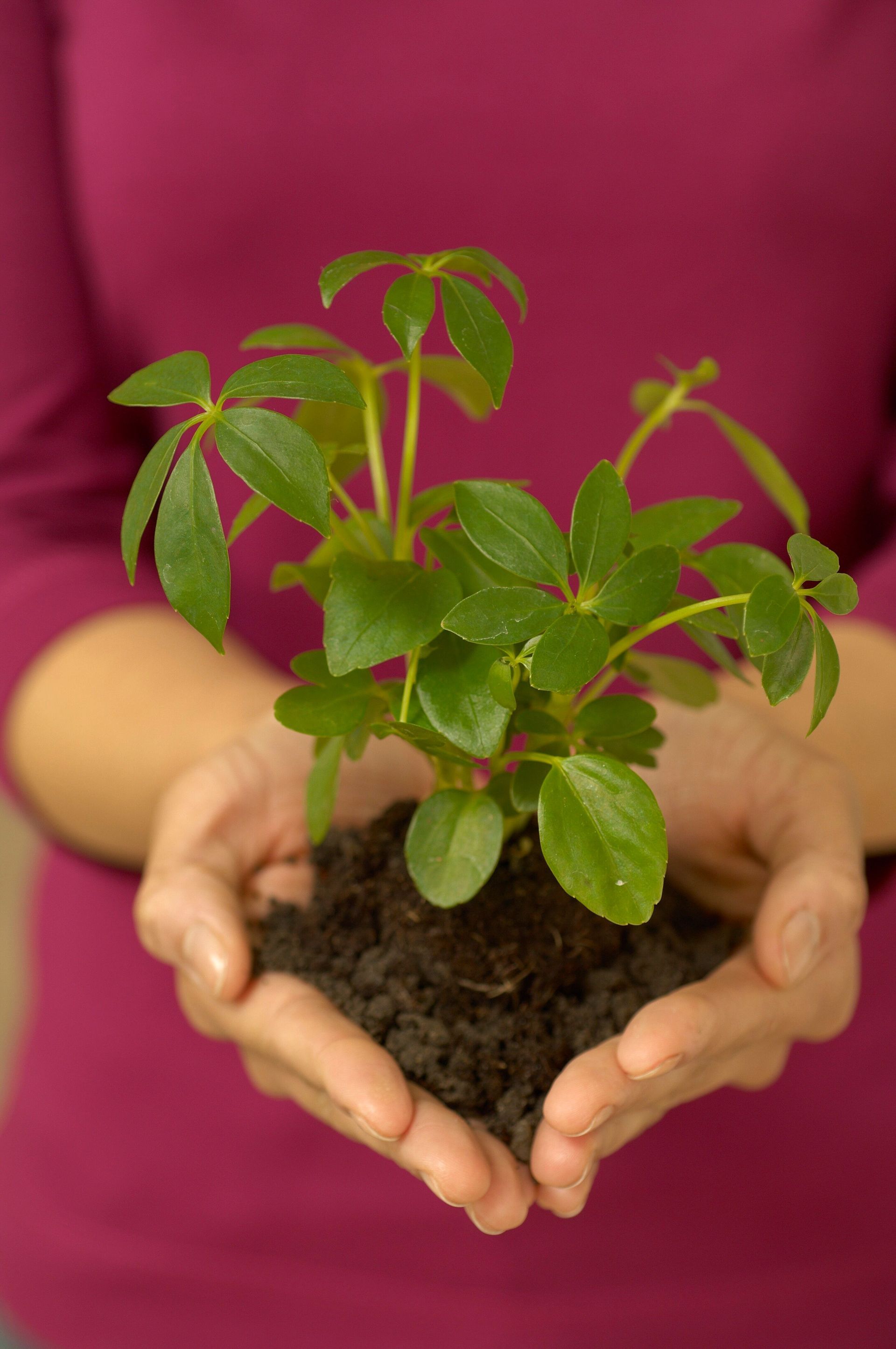 Hands cupping a small green plant with soil against a pink background