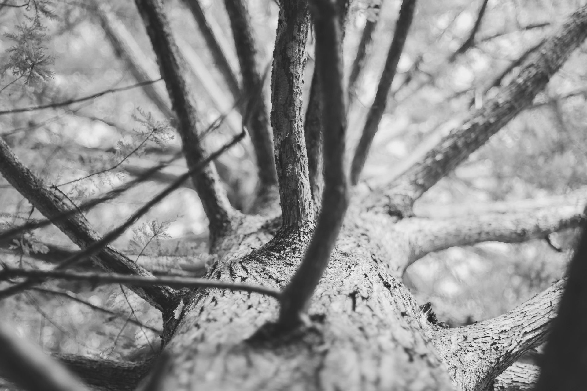 Black and white, upward view of a tree trunk with branches extending outwards, textured bark.
