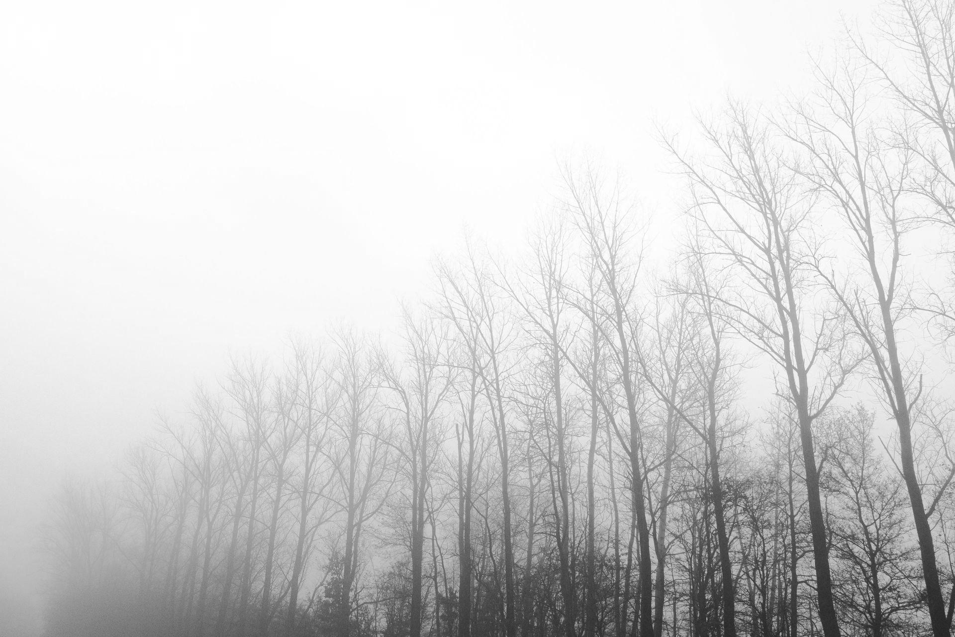 Foggy winter forest with bare trees fading into a white misty background