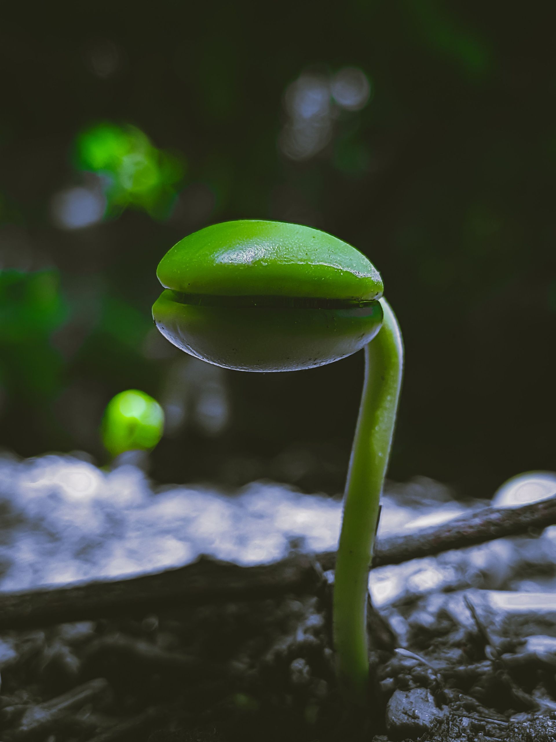 Close-up of a green seedling sprouting from soil in a dark, blurred background