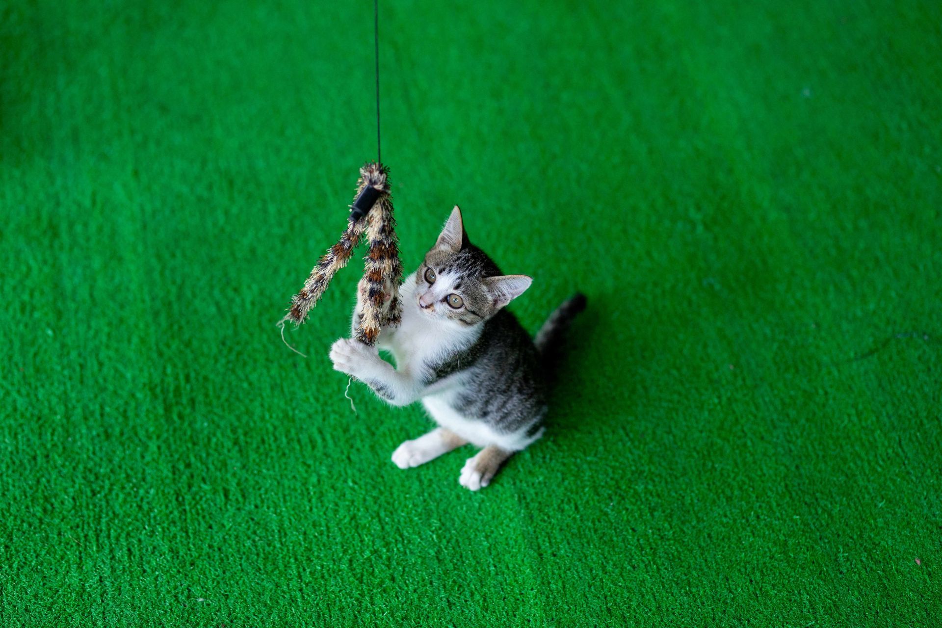A cat playing with a toy on artificial grass in a yard