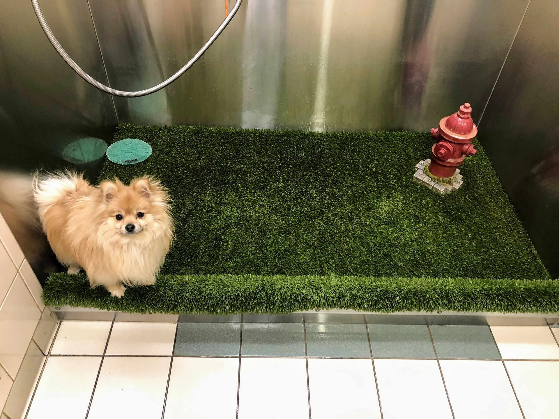 Doggy with a turf a bathroom area