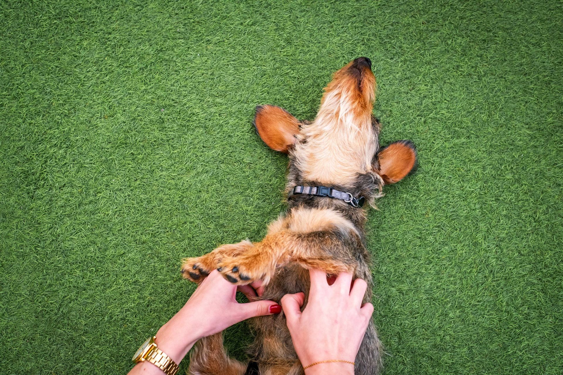 a person petting a dog on its back