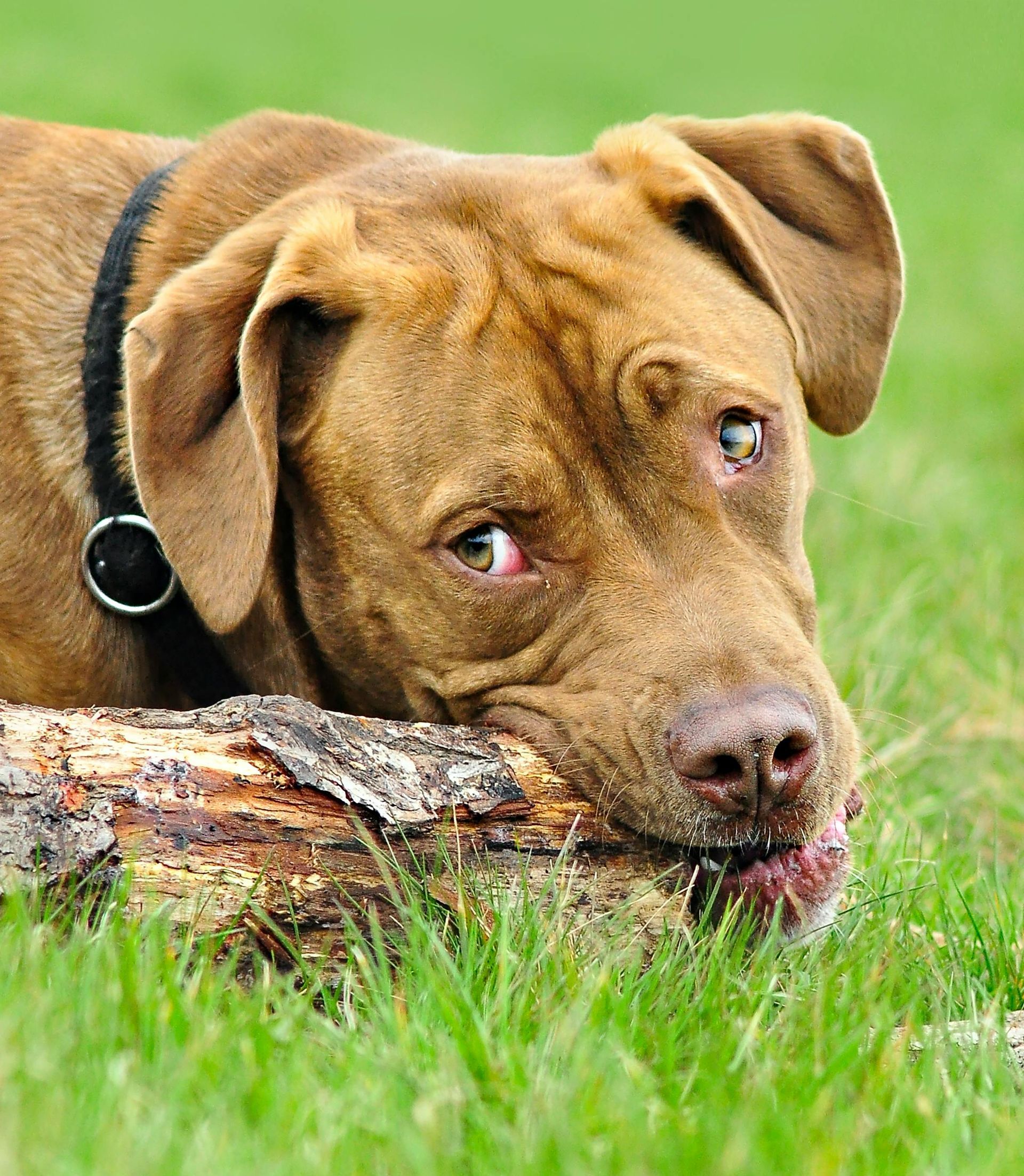 Brown dog resting its head on a log in green grass, looking sad or tired.
