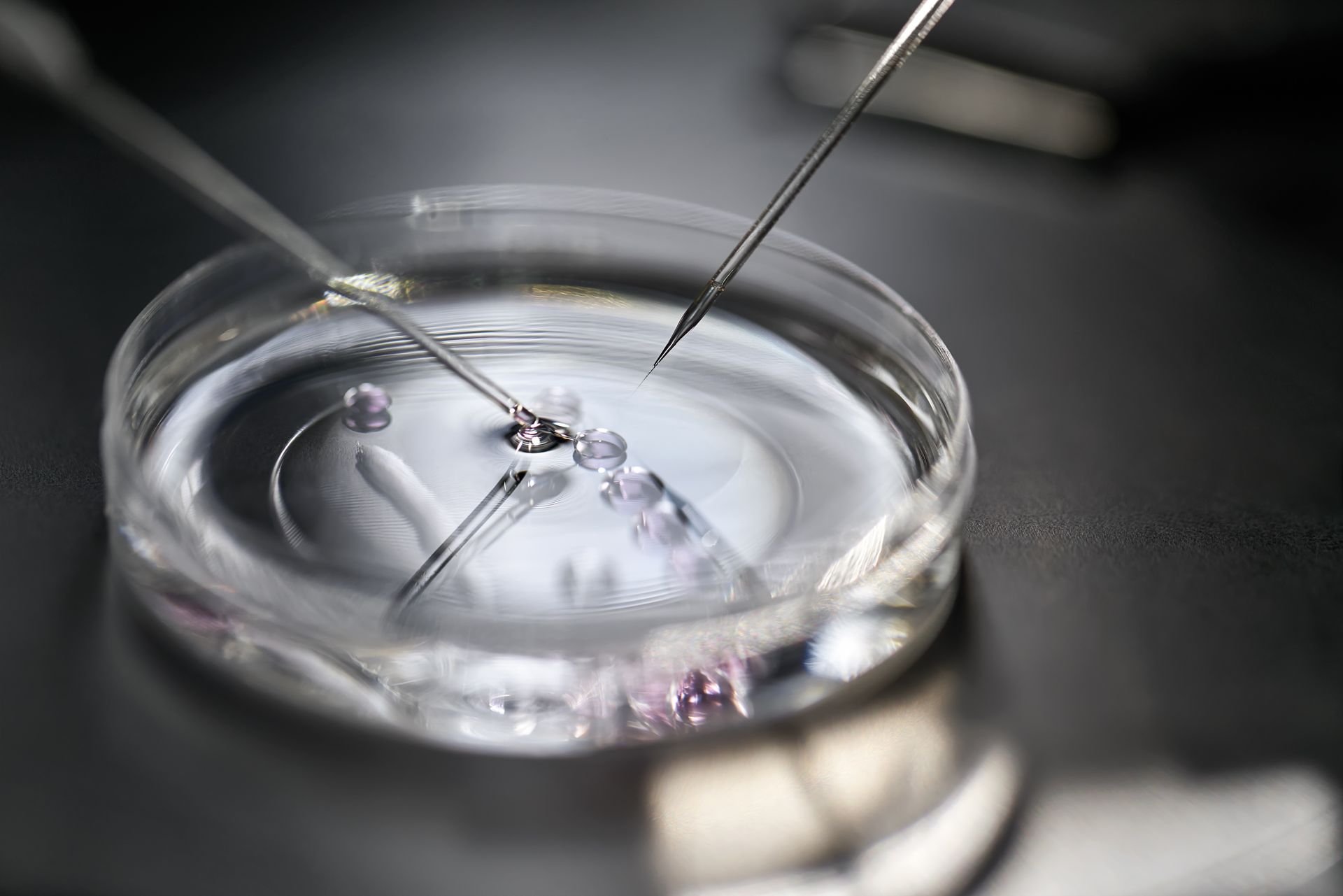A close up of a petri dish with a pipette in it.
