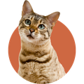 Tabby cat looking up against an orange circular background