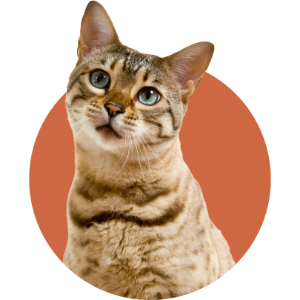 Tabby cat looking up against an orange circular background
