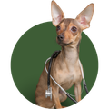 Small tan dog wearing a stethoscope, sitting in front of a green circle background.