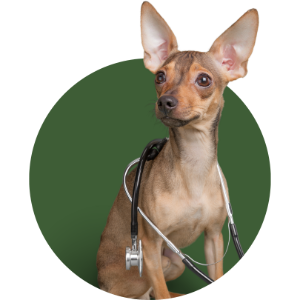 Small tan dog wearing a stethoscope, sitting in front of a green circle background.
