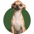 Small tan Chihuahua sitting in front of a dark green circular background, facing forward