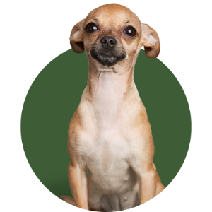 Small tan Chihuahua sitting in front of a dark green circular background, facing forward