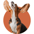 Beagle howling with ears flopped up against a burnt-orange circle background
