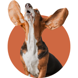 Beagle howling with ears flopped up against a burnt-orange circle background