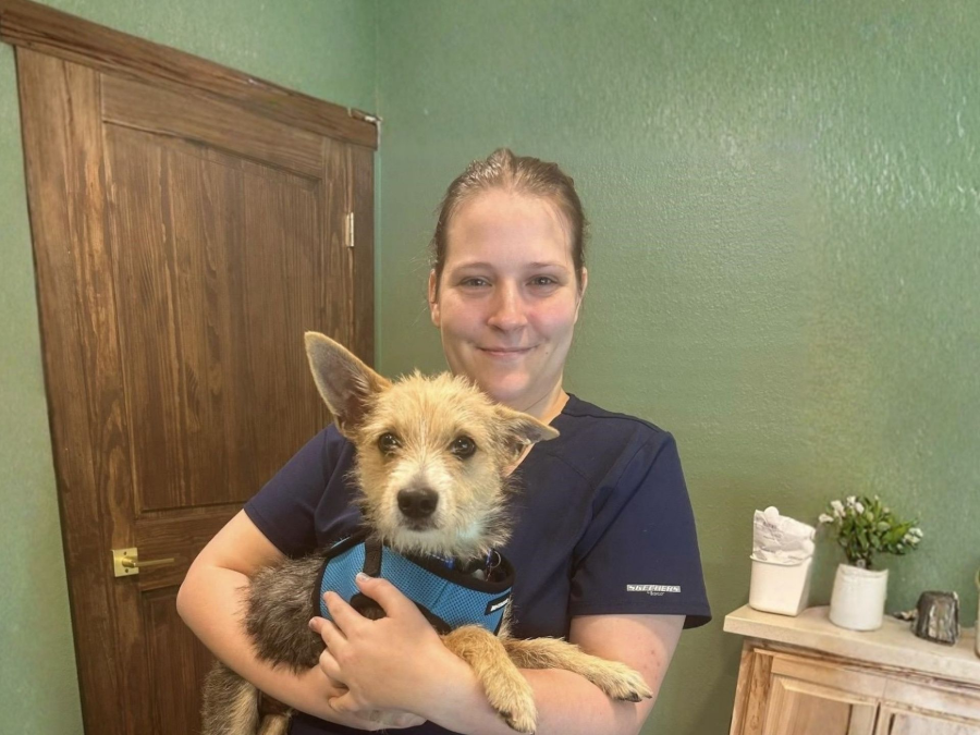 Person holding a small tan dog indoors, standing by a wooden door and green wall.