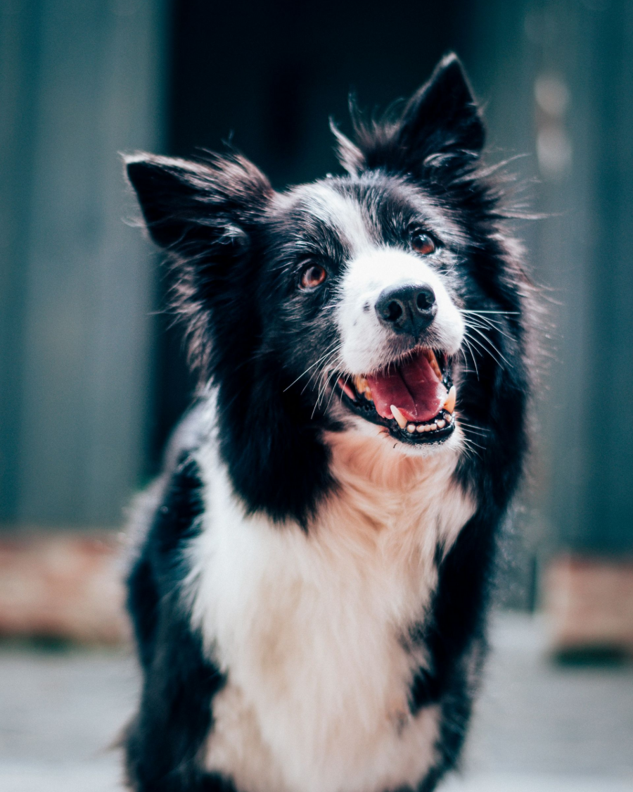 Black-and-white Border Collie sitting with mouth open, looking at the camera outdoors.