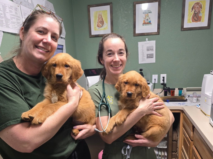 Two people holding brown puppies in a veterinary exam room