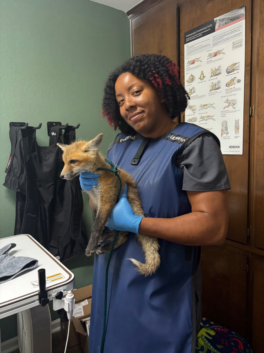 Veterinarian holding a small dog in a clinic, wearing blue gloves and a navy apron.