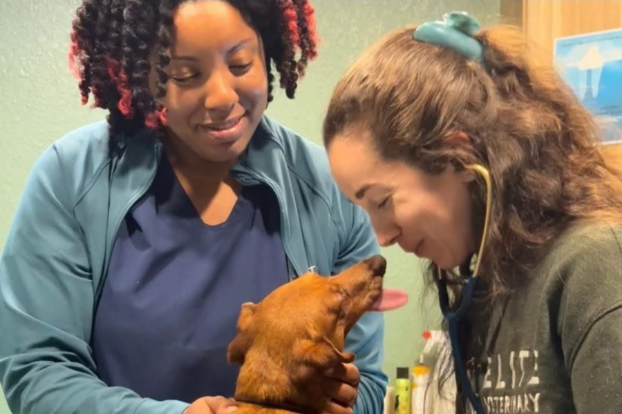Two women gently holding and looking at a small brown dog indoors