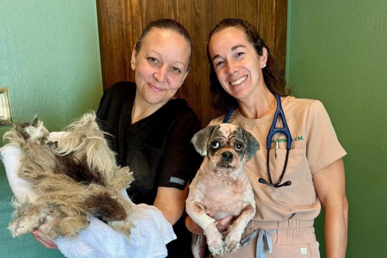 Two smiling veterinarians holding two small dogs against a green wall