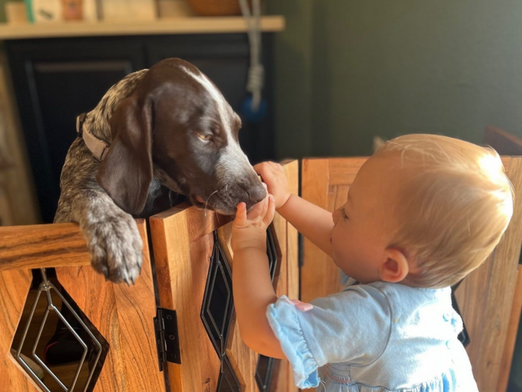 Baby reaching through a wooden baby gate to touch a brown dog’s nose indoors