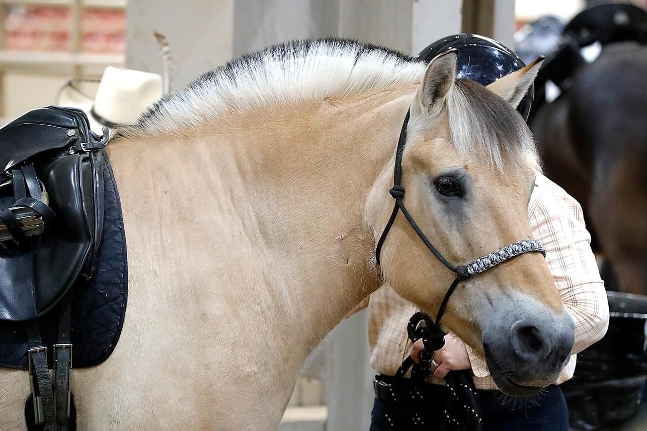 A person is standing next to a horse with a saddle on it.