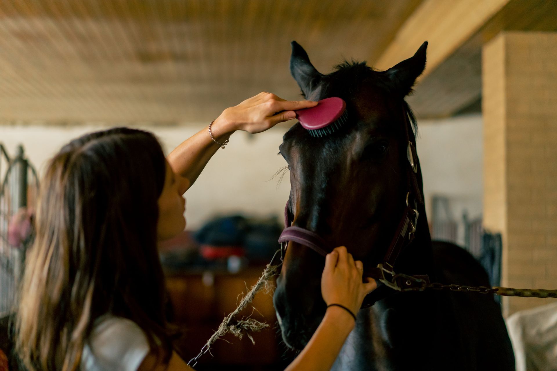 A young girl is brushing a horse in a stable.