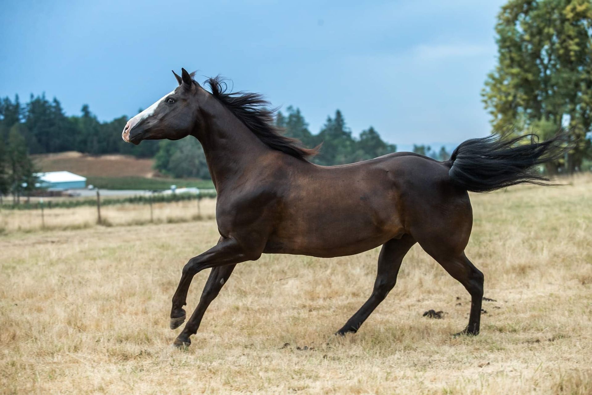 Equine Therapy in Lyons