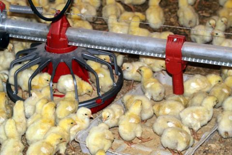 Chicken Eating — Center, TX — Borders Poultry Of Louisiana LLC