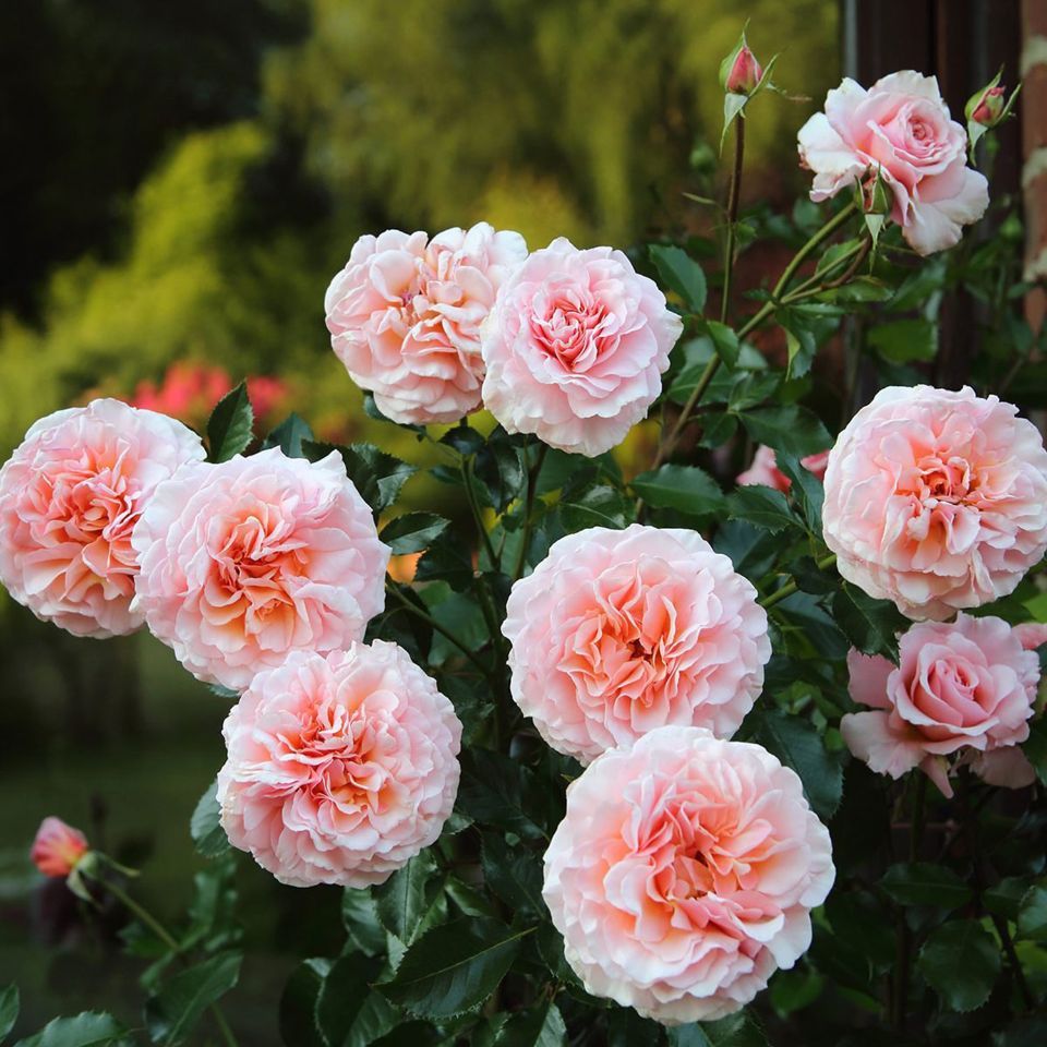 rose da giardino