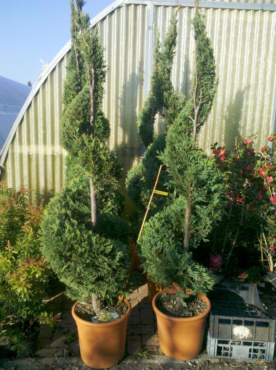 siepe ornamentale